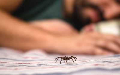 How To Tell if the Spider in Your Glen Burnie Home Is Venomous