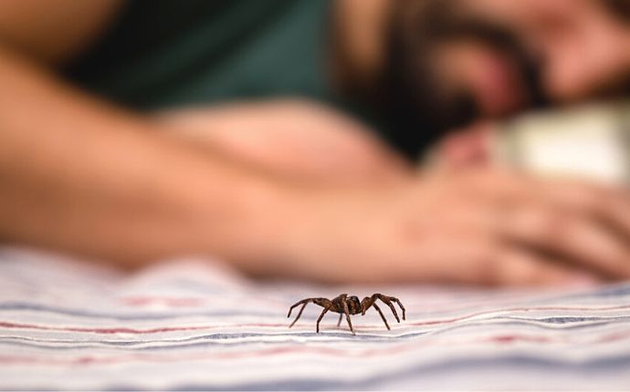 close up of a poisonous spider crawling over a bed near a sleeping person