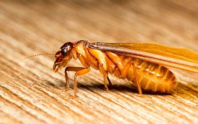 When Do Termites Swarm? A Guide for Baltimore Homeowners