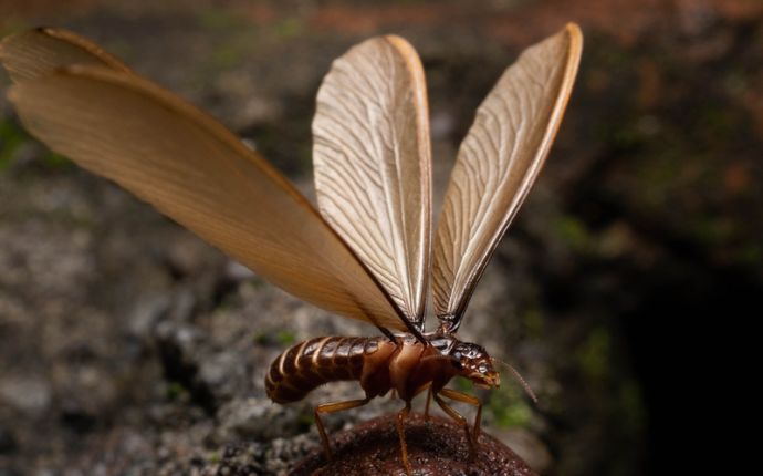 a closeup of a termite swarmer