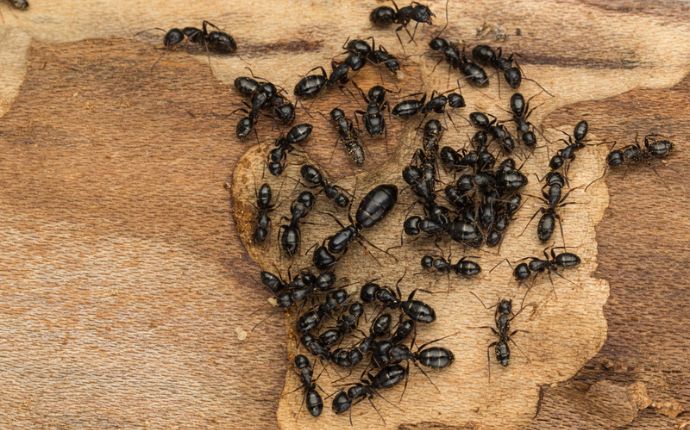 a closeup of a colony of carpenter ants