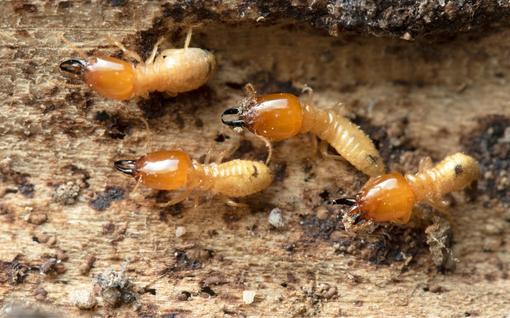 Annapolis, MD Termite Control 1