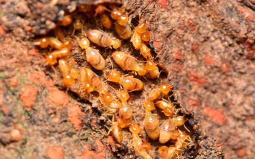 Termite prevention services in Annapolis, Maryland