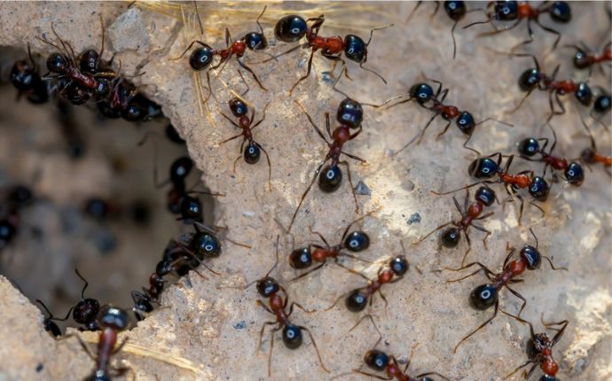 How to Identify the Most Common Ants and Their Mounds in Columbia, MD