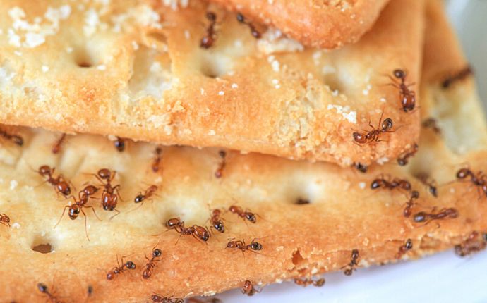 close up of ants feeding on crackers