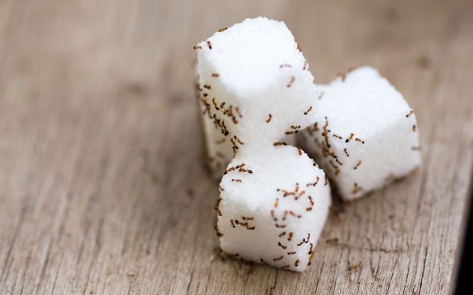 crazy ants on sugar cubes over a wooden table
