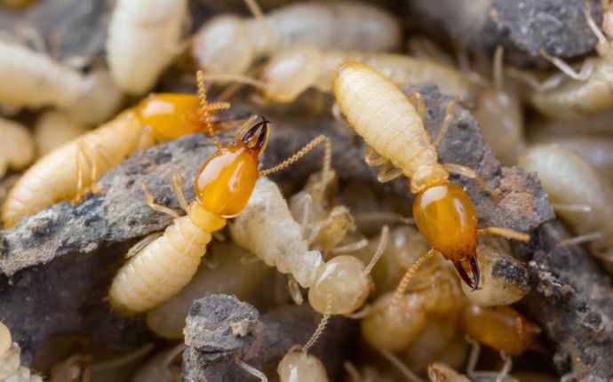 termite control in annapolis MD