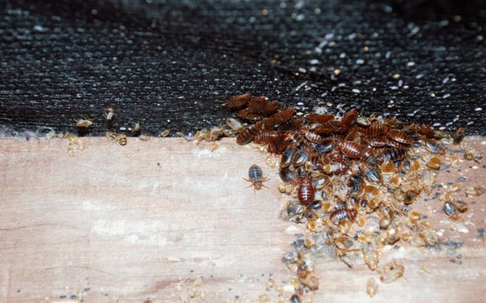 a group of bed bugs on the edge of a bed board