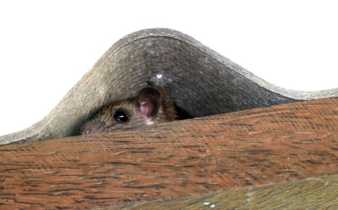a roof rat hiding in the space between wooden beams and the roof