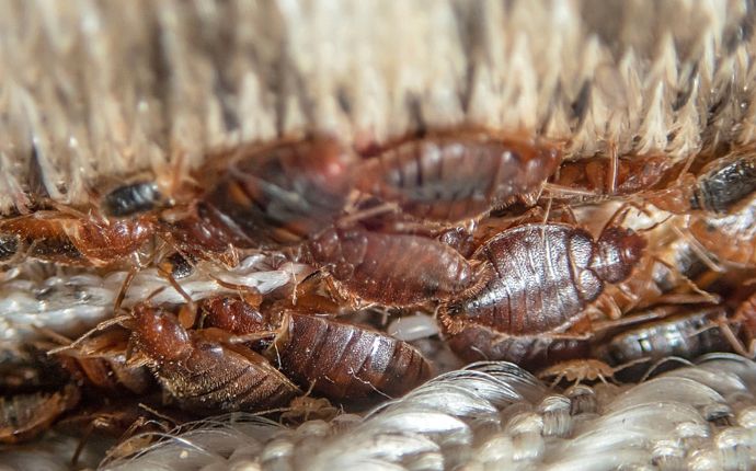 many bed bugs hiding at the edge of a mattress
