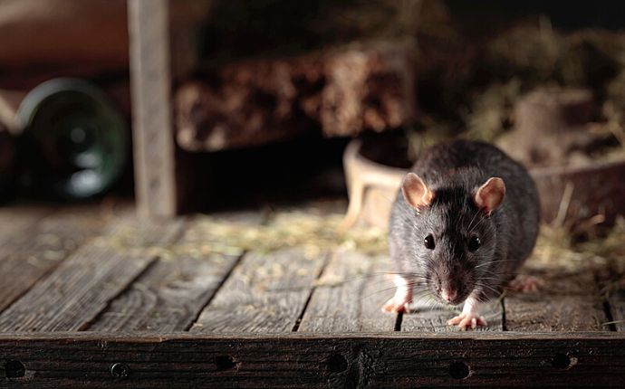 portrait shot of a rat in an old wooden barn