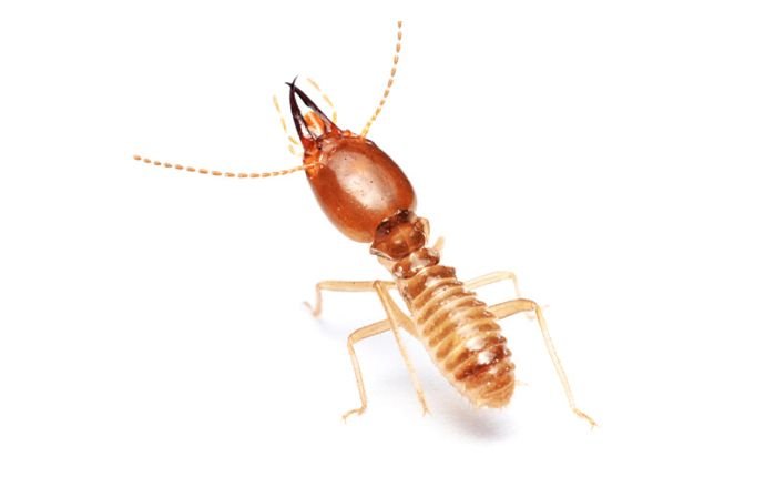 close up of a formosan termite isolated on white background