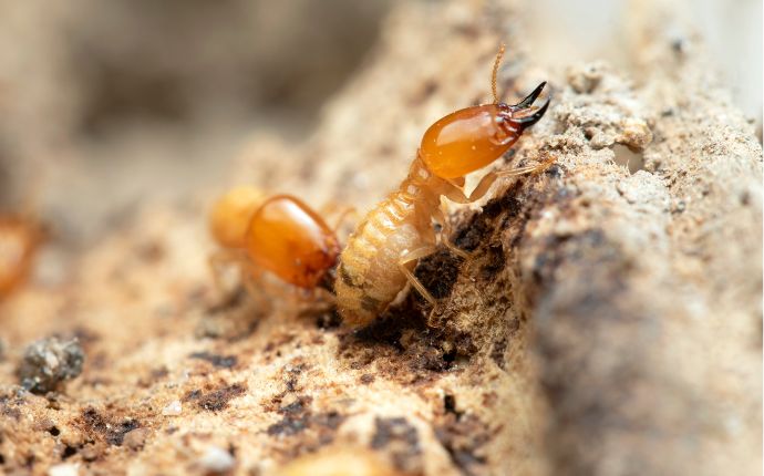 The Most Common Termites In Maryland & What They Look Like