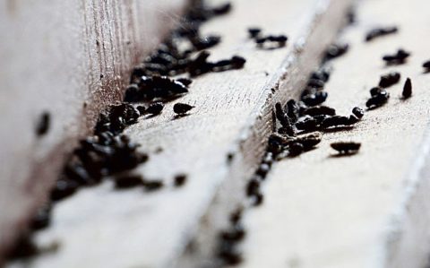 What Do Mouse and Rat Droppings Look Like? - Phenom Pest Control