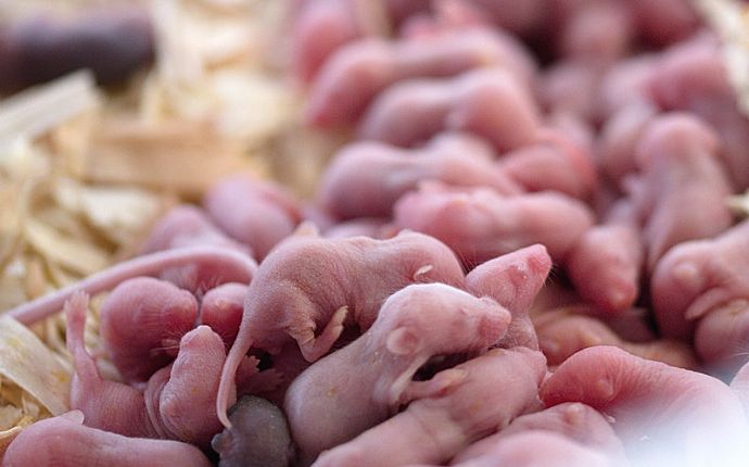 many mice newborn babies