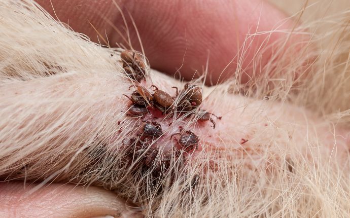 many ticks attached to a pet