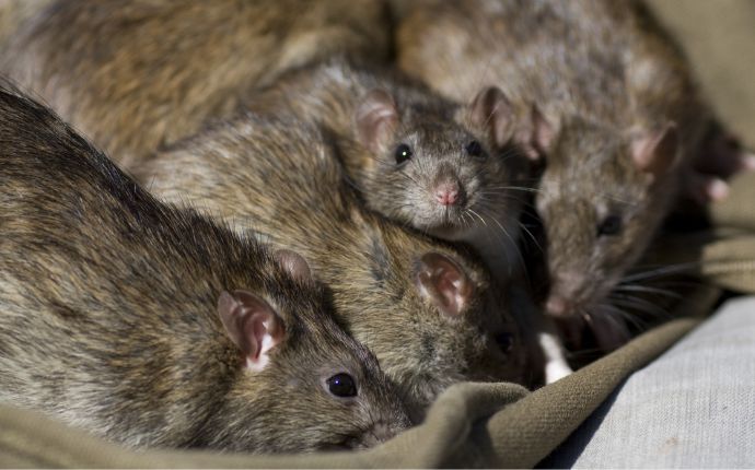 selective focus of brown rats eating