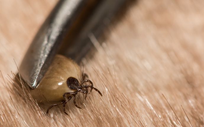 close up of a deer tick being removed from pet fur
