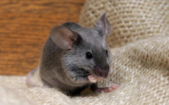 close up of a mouse in the pantry