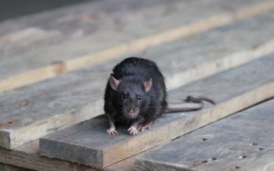 Diseases Caused by Rats in Annapolis Homes