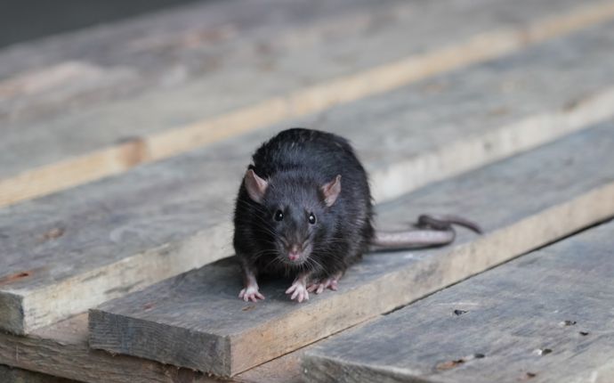 close up of a norway rat on wood planks