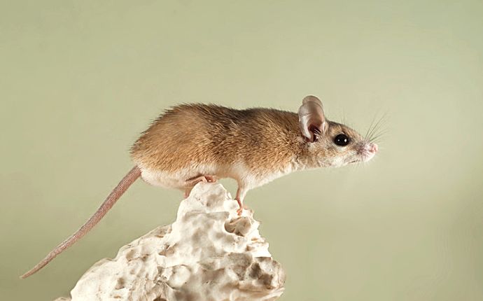 a brown mouse preparing to jump