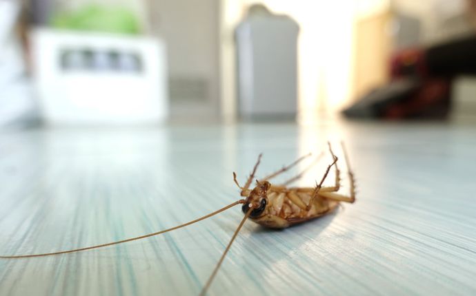 a dead cockroach lying on the floor