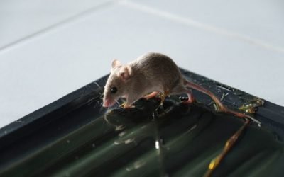 How Effective Are Glue Traps for Keeping Mice Out of Your Laurel Home?