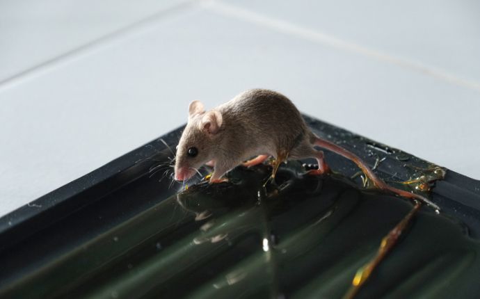 a mouse approached and caught in a glue trap