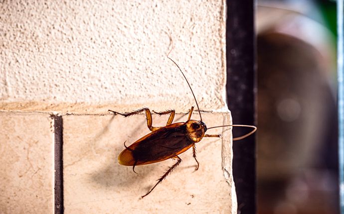 close up of a cockroach on the wall