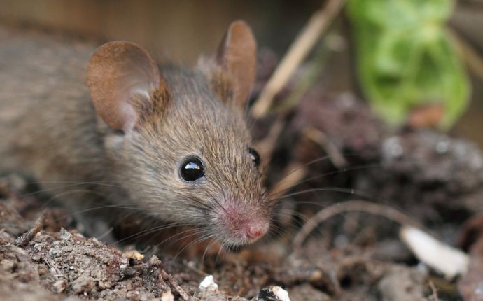 What Scents Will Keep Mice Away From Your Annapolis Home?