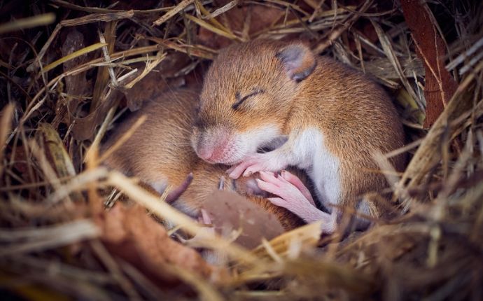 close up of sleeping baby mice