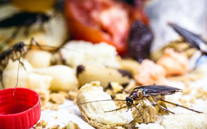 cockroaches in on food scraps