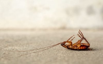 How To Kill Cockroaches in Your Baltimore Home