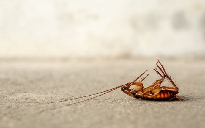 a dead cockroach on concrete floor
