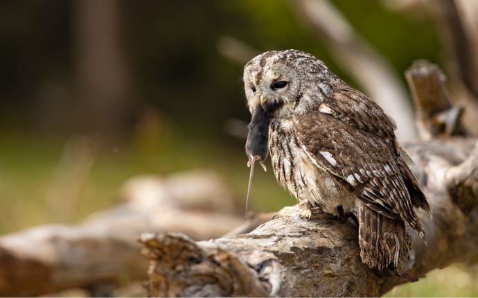 a mouse caught by an owl