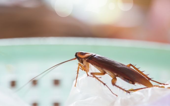 close up of a cockroach in an open trash bin