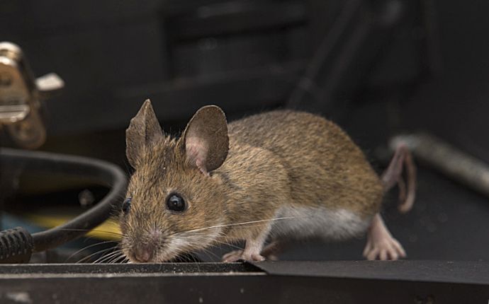 close up of a house mouse inside a garage