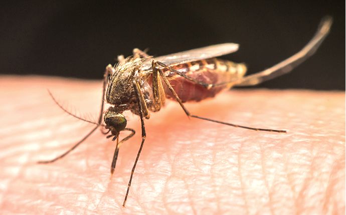 close up of a mosquito sucking blood from a human's hand