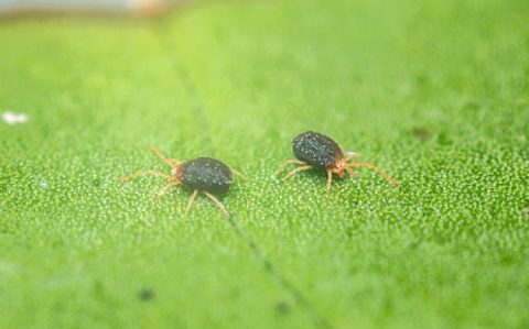 A Guide To Clover Mites Identification & Prevention - Phenom Pest Control