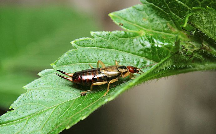close up on an earwig resting on a leaf