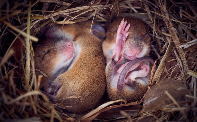 baby mice on their nest