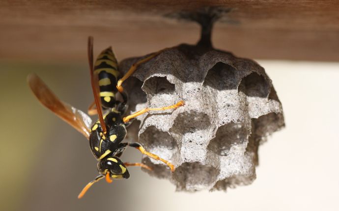 close up of a wasp in its nest