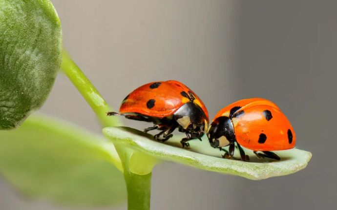 close up of two ladybugs