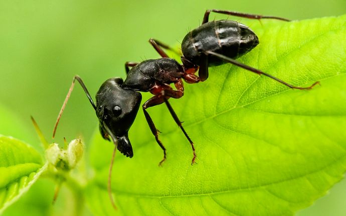 close up of a carpenter ant on a leaf
