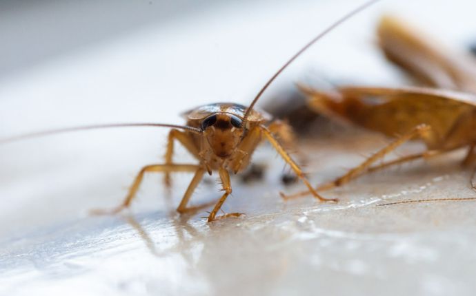 How to Prevent Pests From Entering Your Baltimore Home: Effective Tips & Tricks