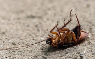 Does Pest Control Get Rid of Cockroaches in Columbia Homes & Businesses?