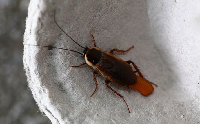 German Cockroach with Egg Case in Egg Carton
