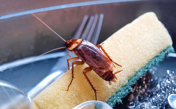 a cockroach over a dish sponge
