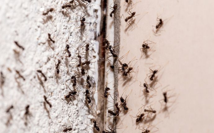 close up of ants entering through cracks on the wall